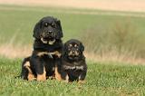 DOGUE DU TIBET 358